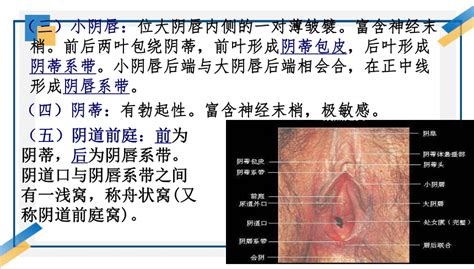 女孩生殖器|女性生殖系统概述